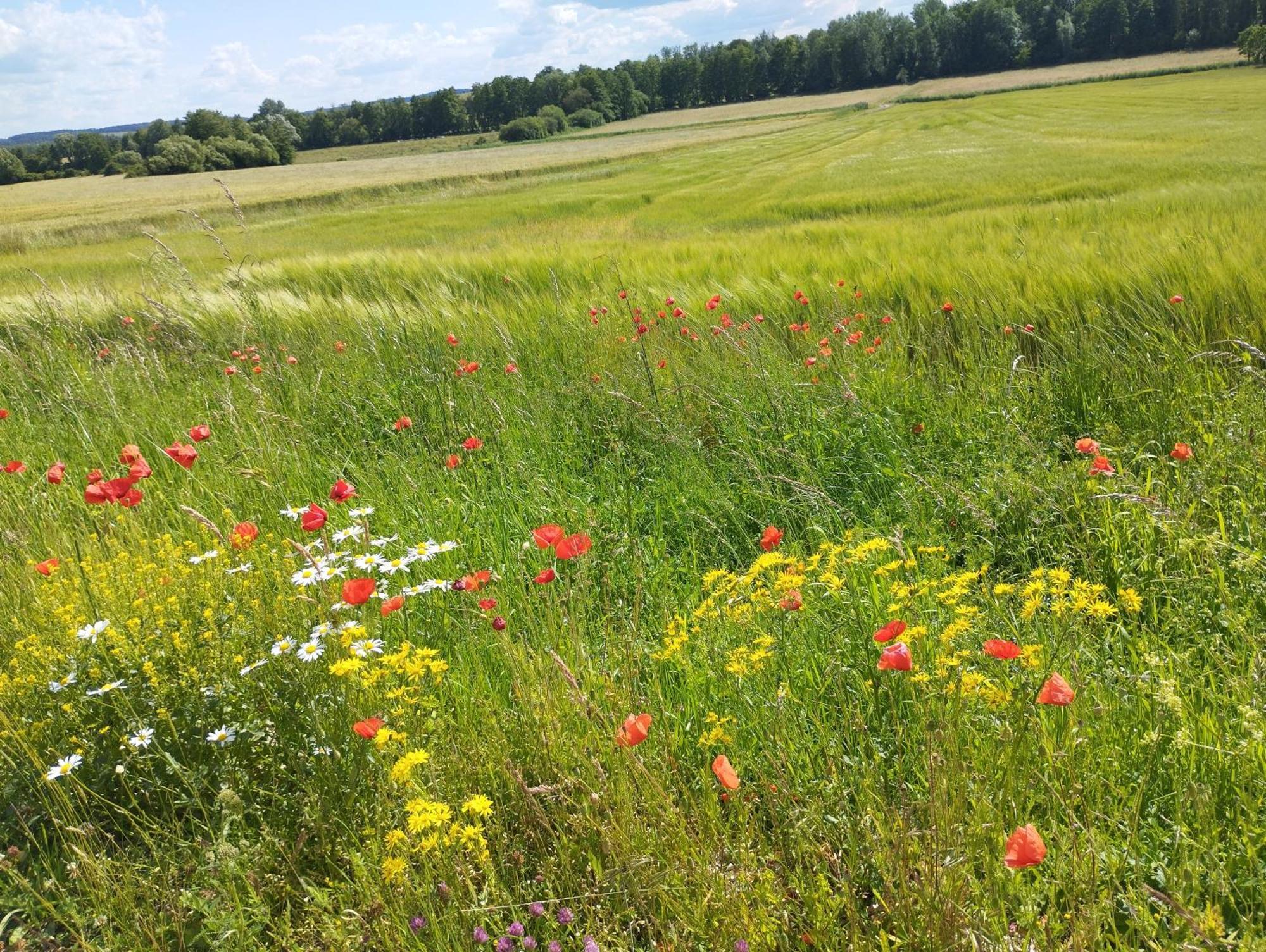 Au Nid D'hirondelles Selles (Haute-Saone)