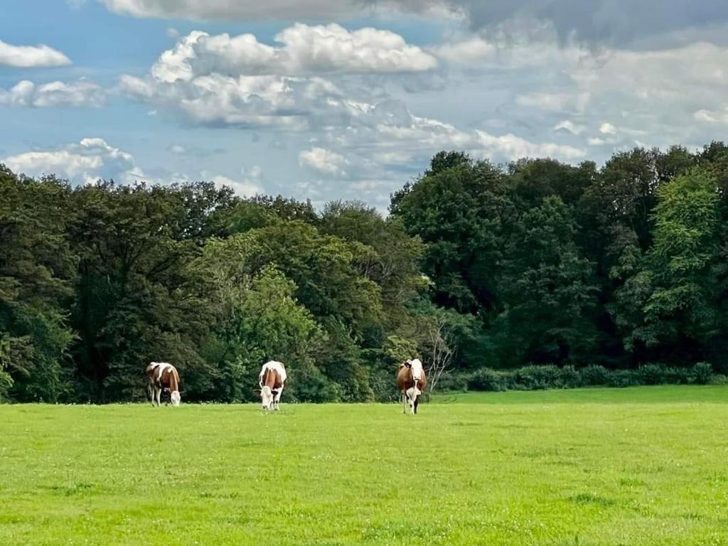 Au Nid D'hirondelles Selles (Haute-Saone)